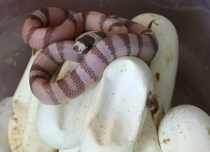 Honduran Milk Snake